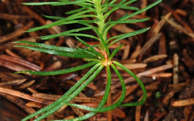 Norway Spruce reference