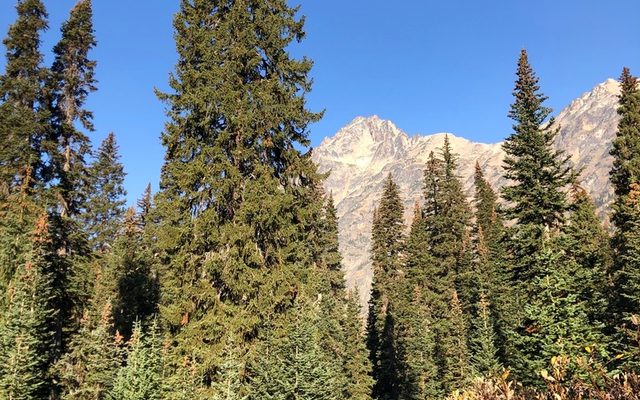 Engelmann Spruce reference