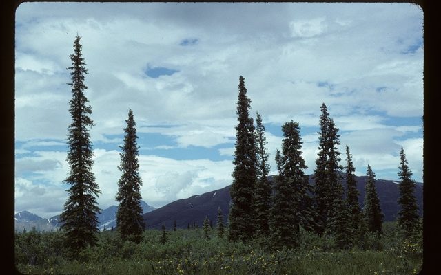 White Spruce reference
