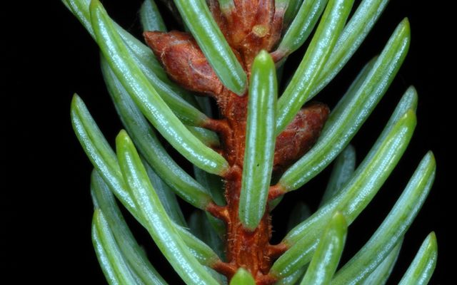 Black Spruce reference