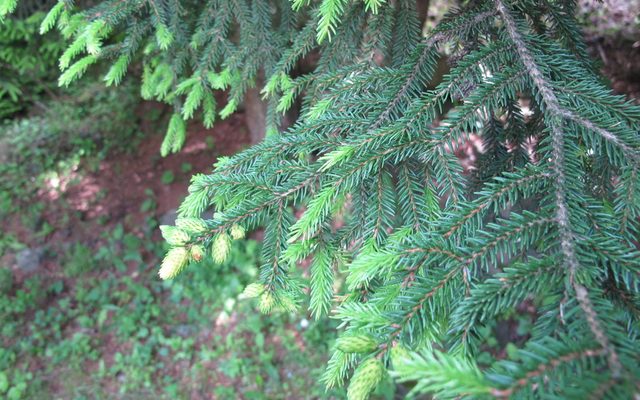 Oriental Spruce reference