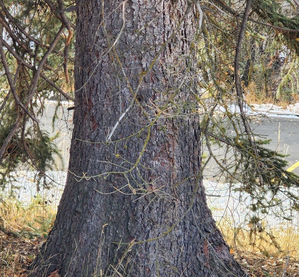 blue spruce reference