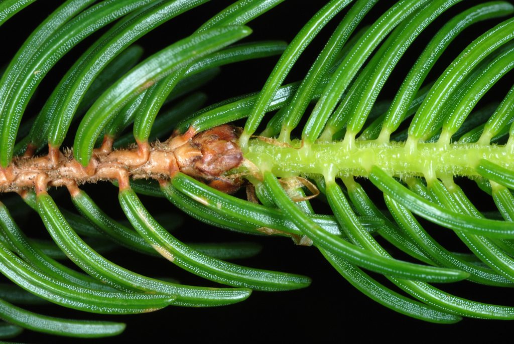 Red Spruce reference