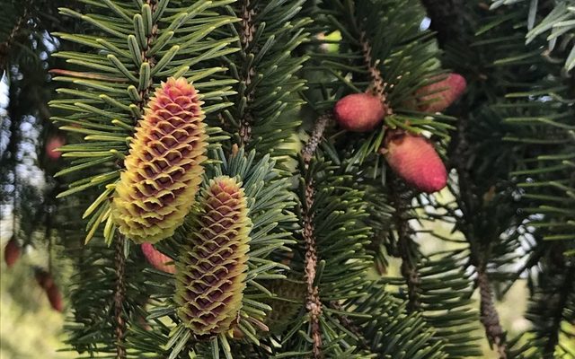 Sitka Spruce reference