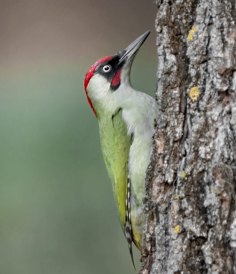 European Green Woodpecker reference