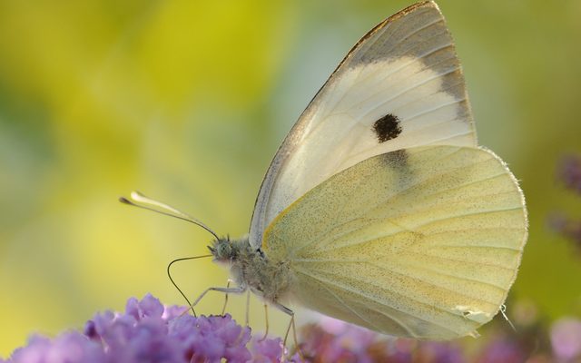 Large White reference