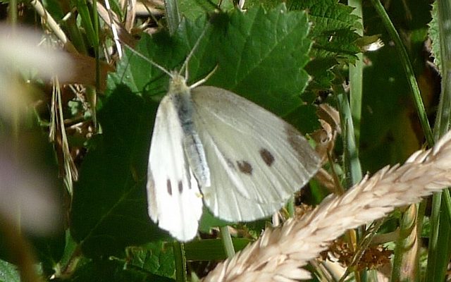 Cabbage White reference
