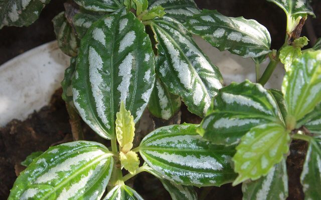 Aluminum Plant reference