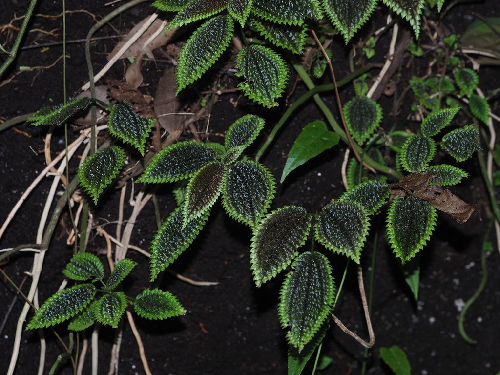 Pilea mollis reference
