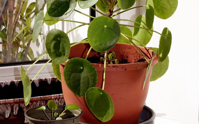 Chinese Money Plant reference