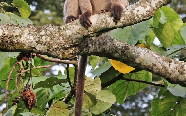 Red Colobus Monkey reference