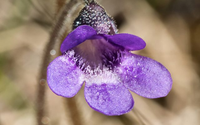 Common Butterwort reference