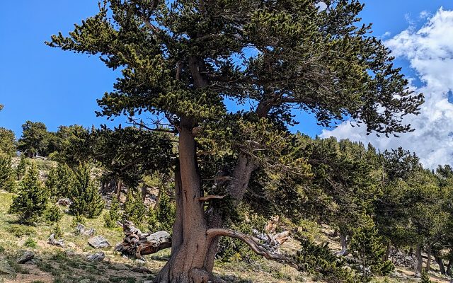 Rocky Mountain Bristlecone Pine reference