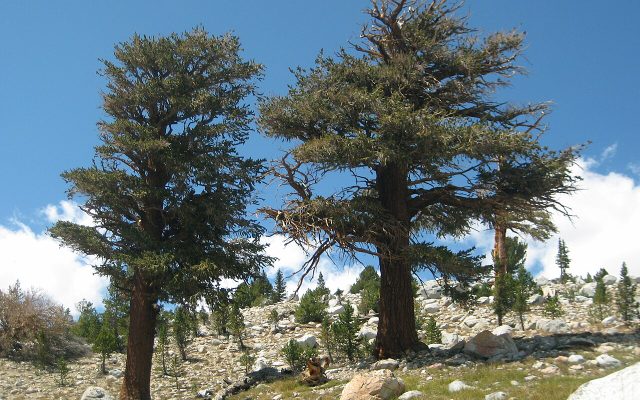 Foxtail Pine reference
