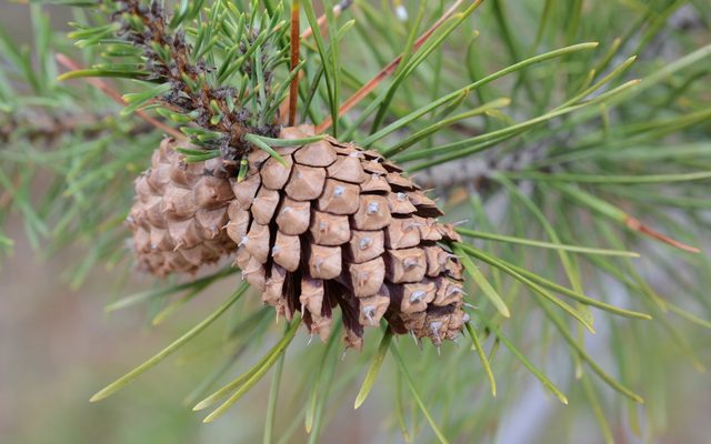 Lodgepole Pine reference