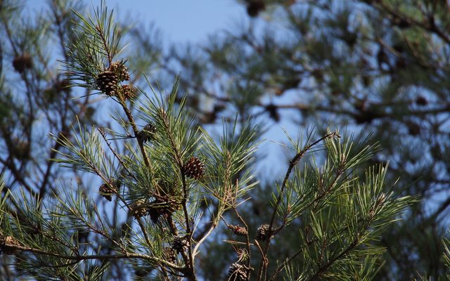 Japanese Red Pine reference