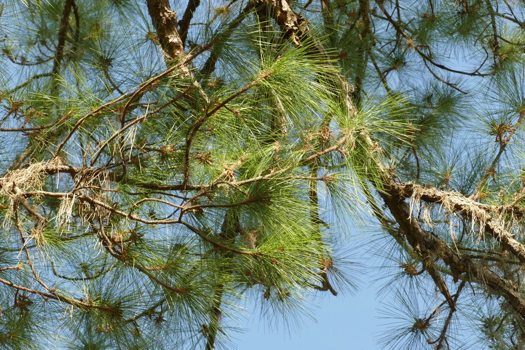 Slash Pine reference