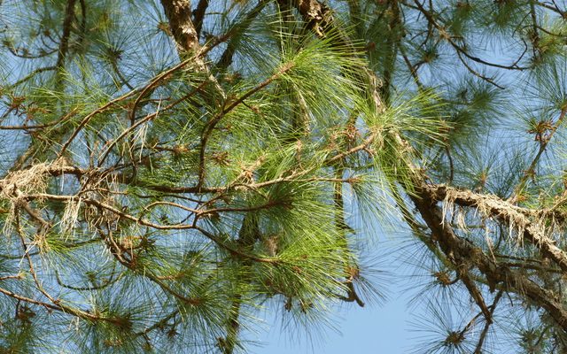 Slash Pine reference