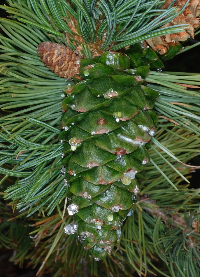 Limber Pine reference