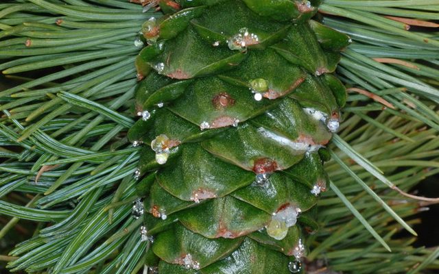 Limber Pine reference