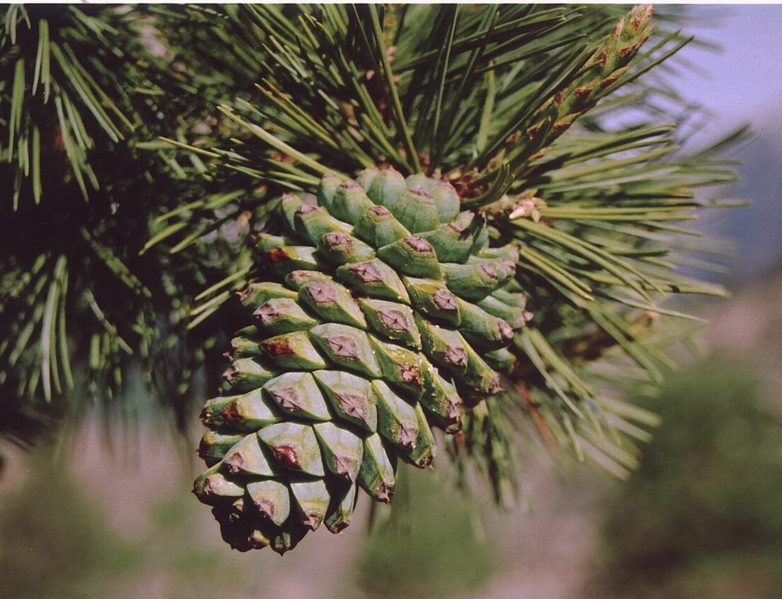 Chilgoza Pine reference
