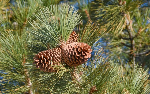 Jeffrey Pine reference