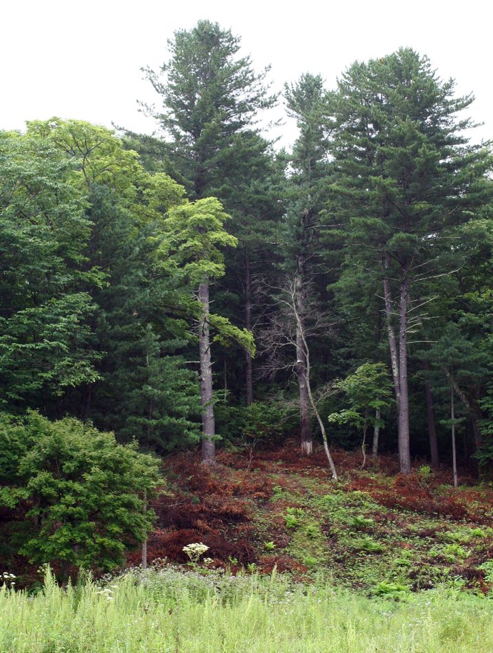 Korean Pine reference
