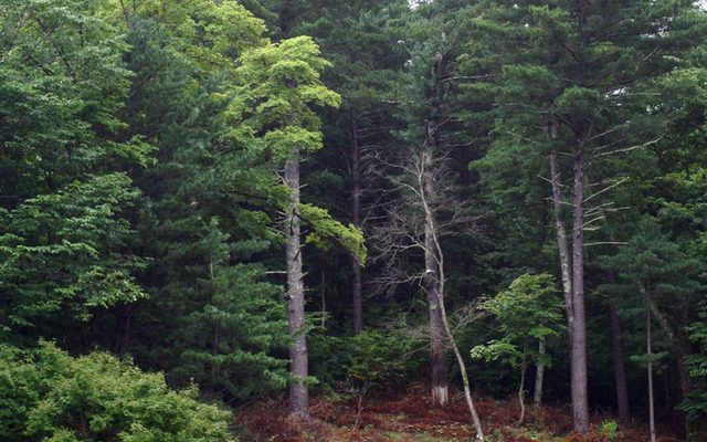 Korean Pine reference