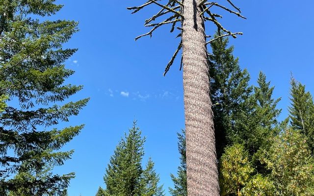 Sugar Pine reference