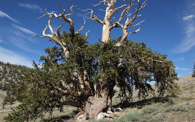 Great Basin Bristlecone Pine reference