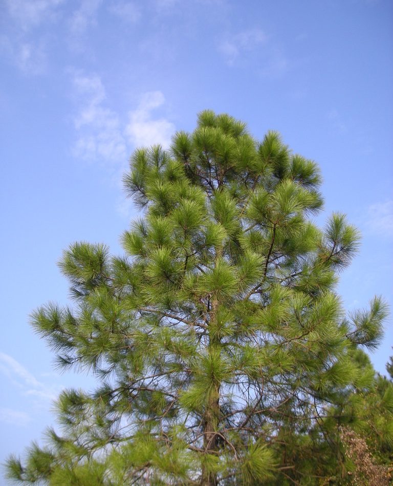 Masson's Pine reference