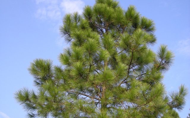 Masson's Pine reference