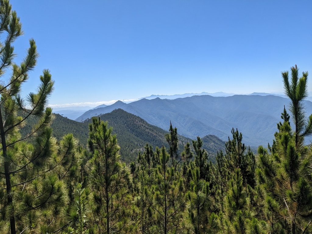 Hispaniolan Pine reference