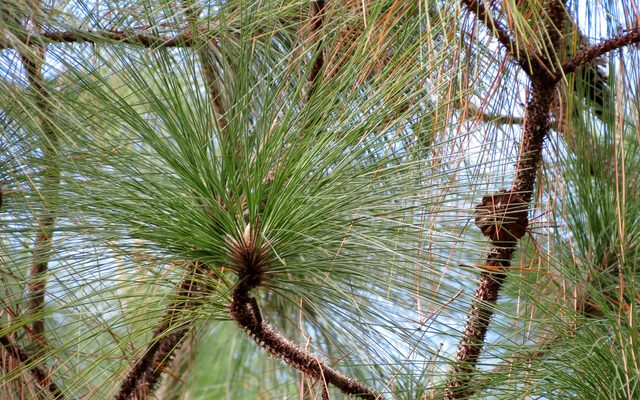 Longleaf Pine reference