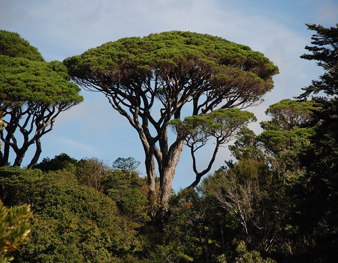 Stone pine reference