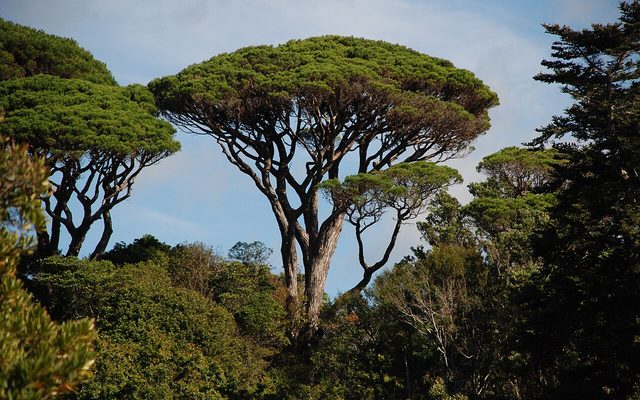 Stone Pine reference