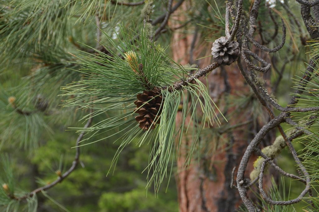Western Ponderosa Pine reference