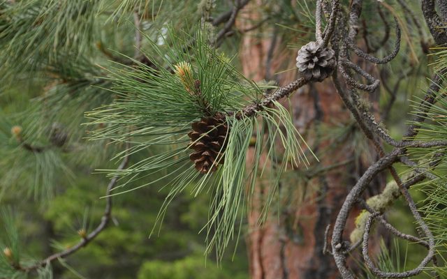 Ponderosa Pine reference