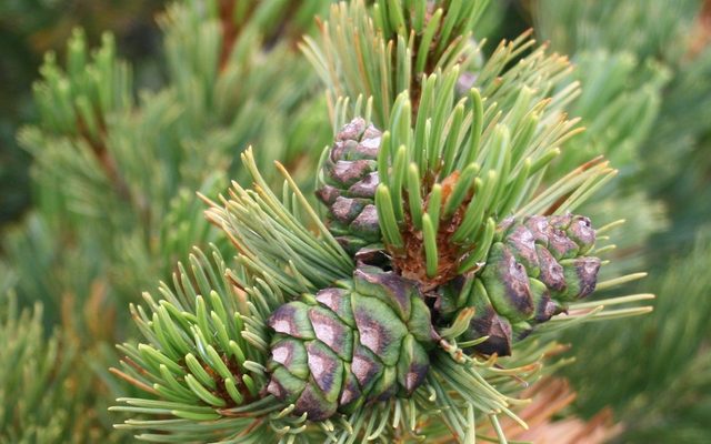 Siberian Dwarf Pine reference