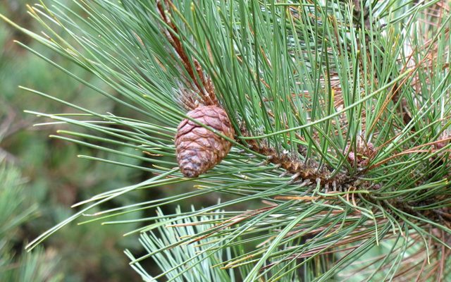 Red Pine reference