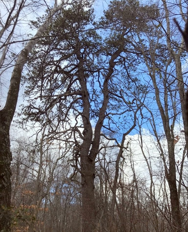 pitch pine reference