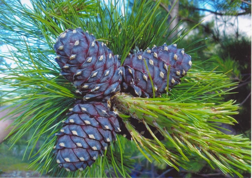 Siberian pine reference