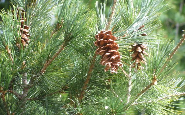 Eastern White Pine reference