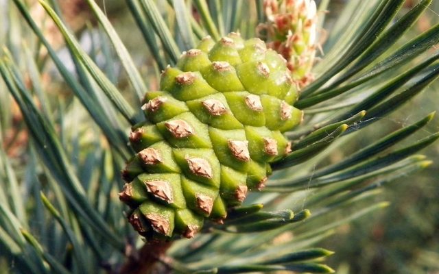 Scots Pine reference
