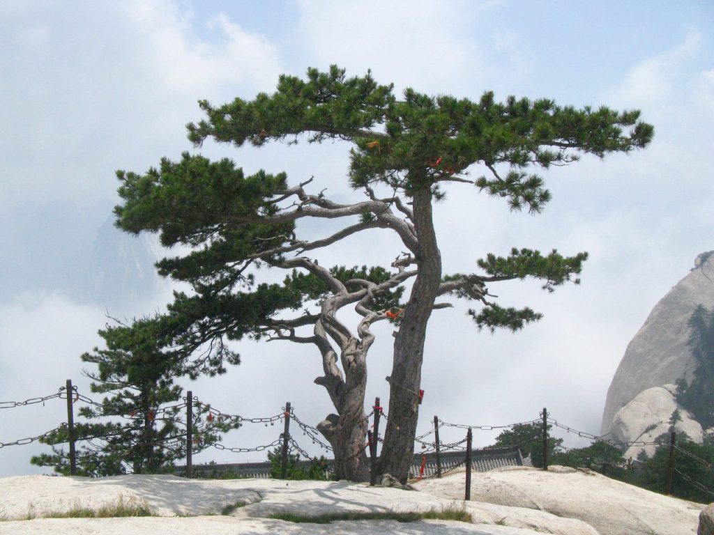 Chinese red pine reference