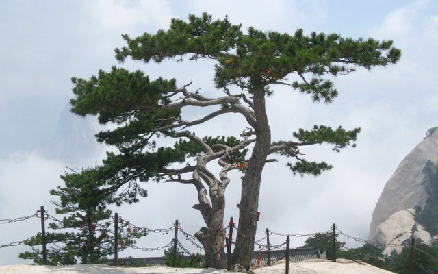 Chinese Red Pine reference