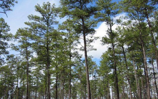 Loblolly Pine reference