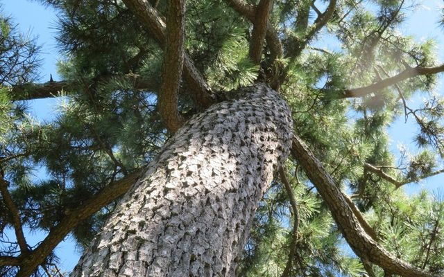 Japanese Black Pine reference