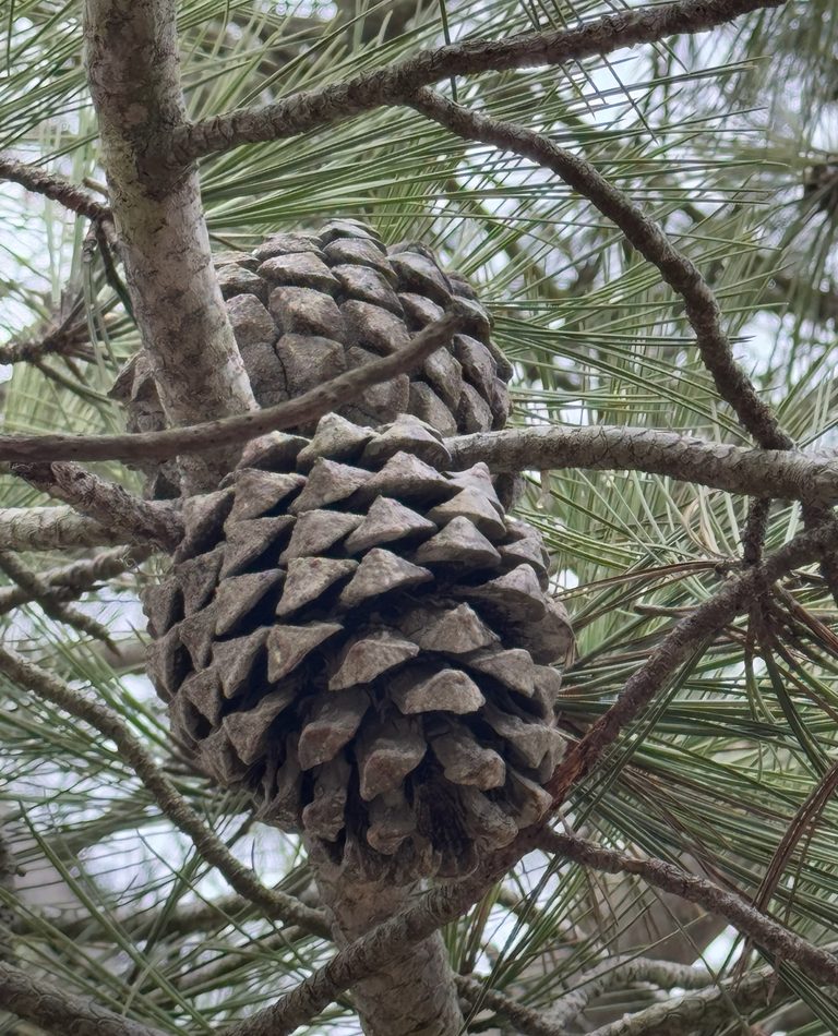 Torrey pine reference