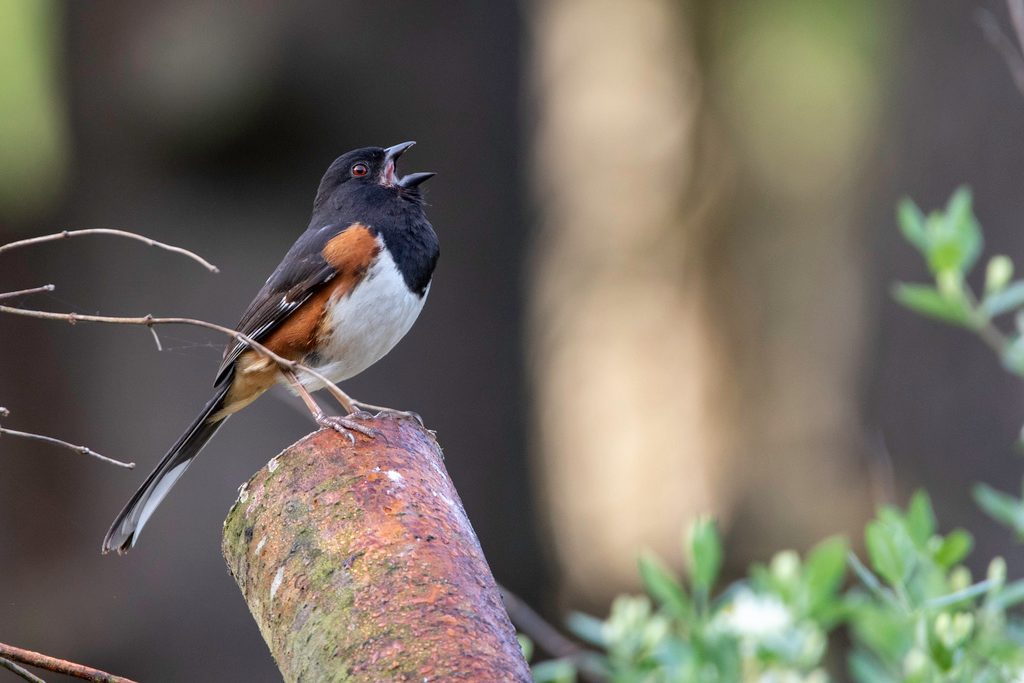 Eastern Towhee reference